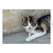 Sleepy Calico Kitten (Voorkant Horizontaal)