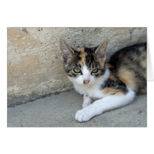 Sleepy Calico Kitten