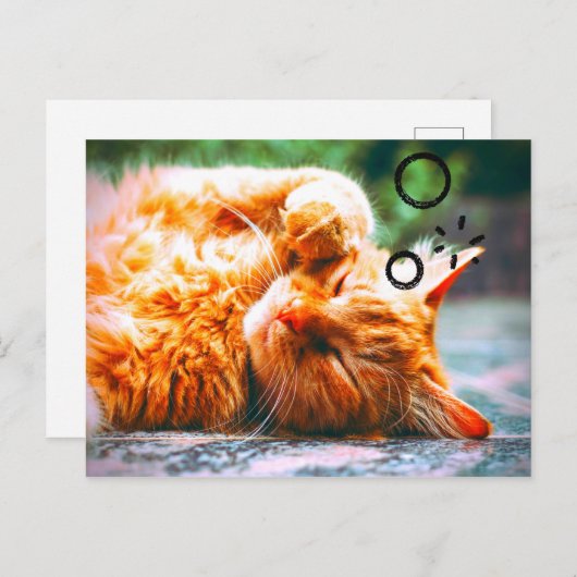 Sleepy Cat Briefkaart (Voorkant / Achterkant)