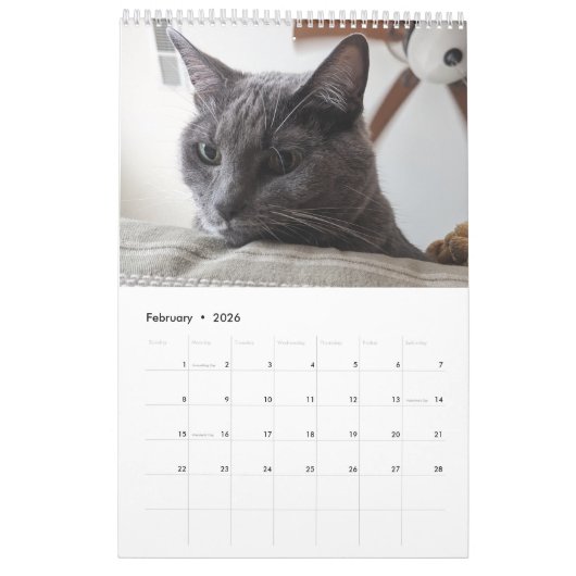 Sleepy Cat Kalender (Feb 2026)