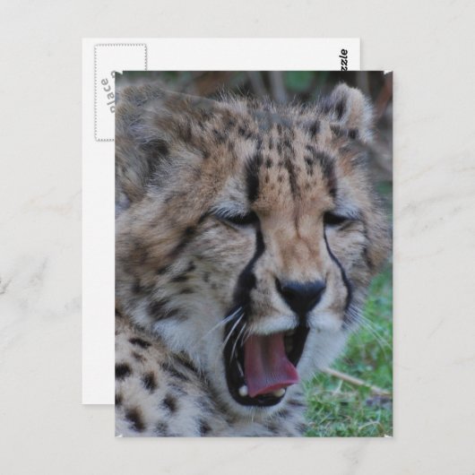 Sleepy Cheetah Cub Briefkaart (Voorkant / Achterkant)