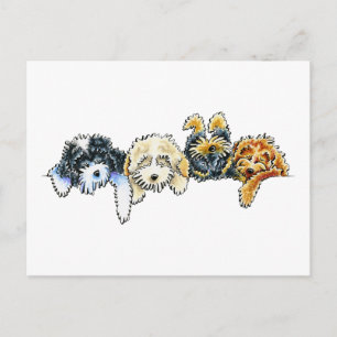 Sleepy Cockapoos Briefkaart