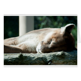 Sleepy Cougar, je bent Schattig