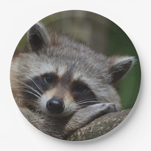 Sleepy Cute Raccoon Papieren Bordje (Voorkant)
