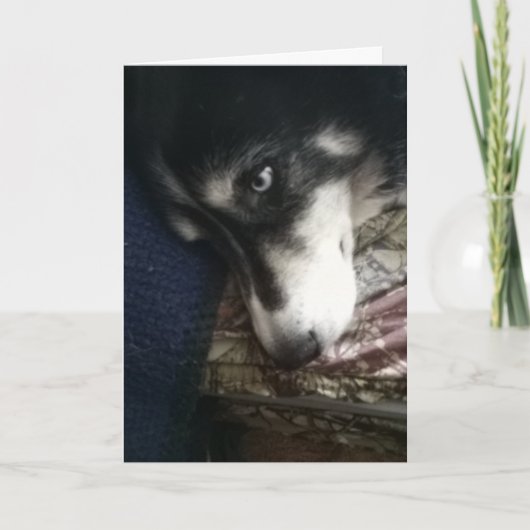 Sleepy Dog Feestdagen Kaart (Voorkant)