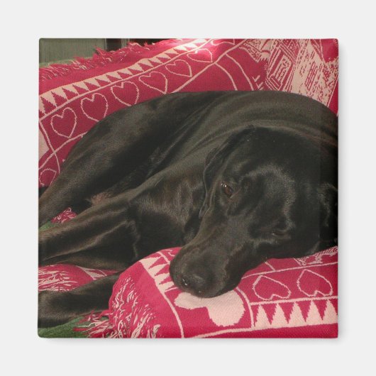 Sleepy Dog Magnet (Voorkant)