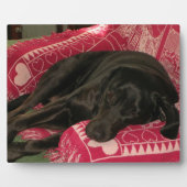 Sleepy Dog Plaque Fotoplaat (Voorkant)