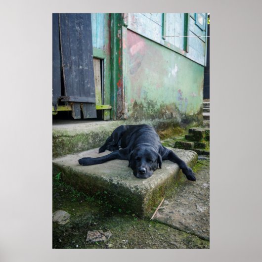 Sleepy Dog Poster (Voorkant)