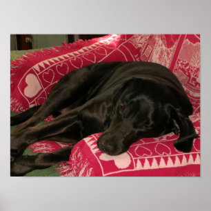 Sleepy Dog Poster