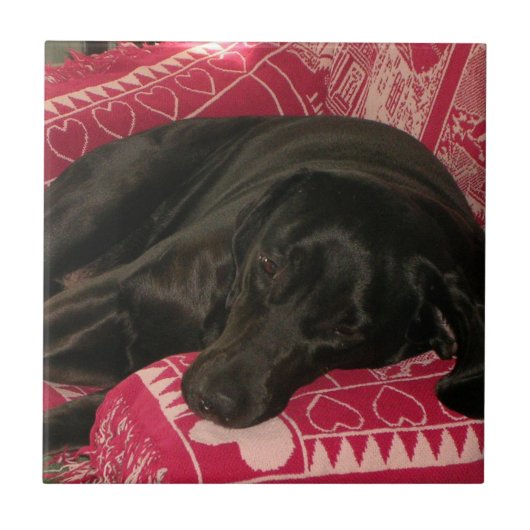 Sleepy Dog Tegel Tegeltje (Voorkant)