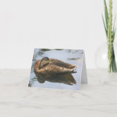 Sleepy Duck Nature Photography Note Kaart (Voorkant)