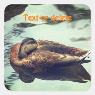 Sleepy Duck Persoonlijke Natuur Vierkante Sticker