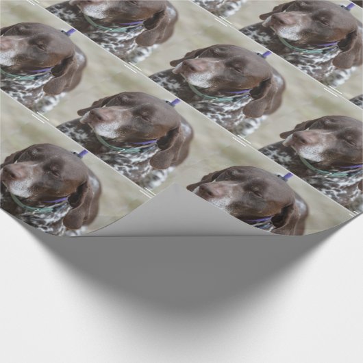 Sleepy Eyed German Shorthaired Pointer Cadeaupapier (Hoek)