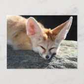 Sleepy Fennec Fox Briefkaart (Voorkant)