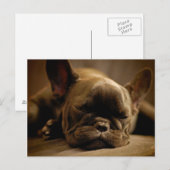 Sleepy French Bulldog Briefkaart (Voorkant / Achterkant)