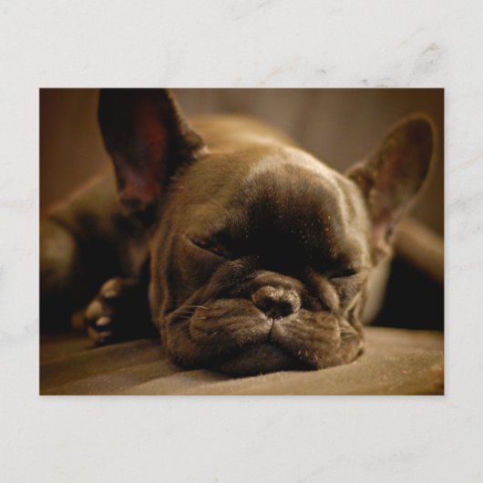 Sleepy French Bulldog Briefkaart (Voorkant)