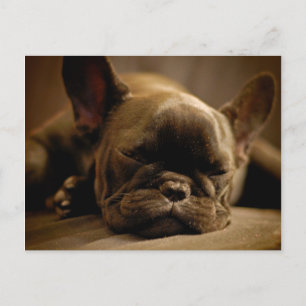Sleepy French Bulldog Briefkaart