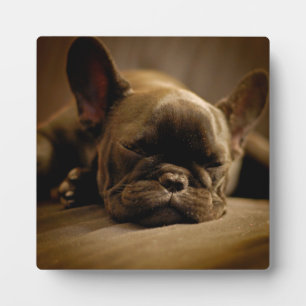 Sleepy French Bulldog Fotoplaat