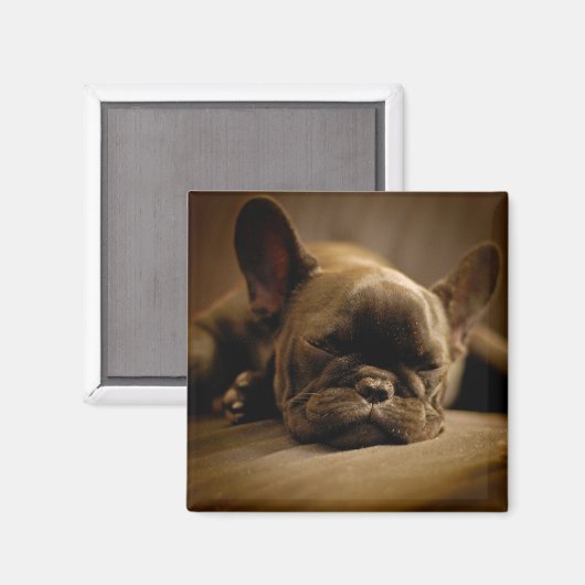 Sleepy French Bulldog Magneet (Voorkant / Achterkant)
