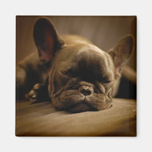 Sleepy French Bulldog Magneet