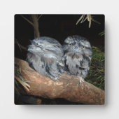 Sleepy Frogmouth Uilen, Fotoplaat (Voorkant)