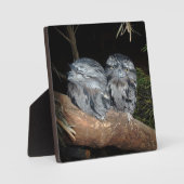 Sleepy Frogmouth Uilen, Fotoplaat (Voorkant)