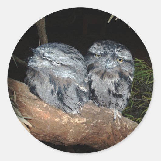 Sleepy Frogmouth Uilen, Ronde Sticker (Voorkant)