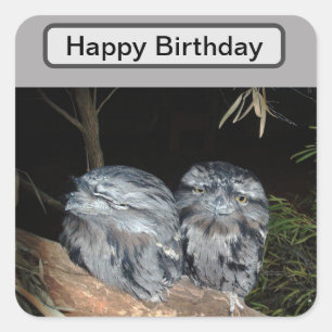 Sleepy Frogmouth Uilen, Verjaardag Vierkante Sticker