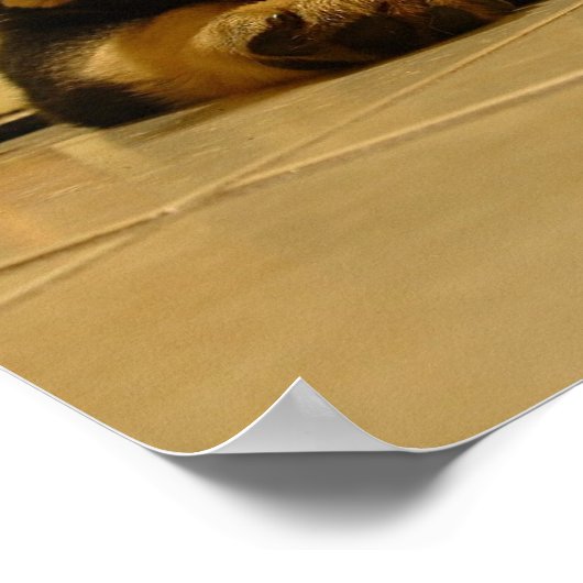 Sleepy German Puppy Poster (Hoek)