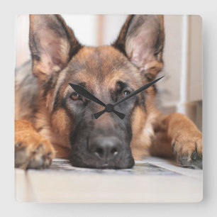 Sleepy German Shepherd Your Ewn Dog Photo  Vierkante Klok