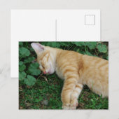Sleepy Ginger Kitten Briefkaart (Voorkant / Achterkant)