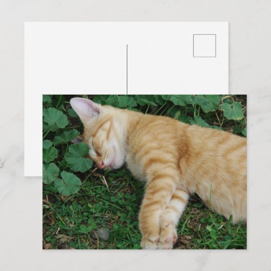 Sleepy Ginger Kitten Briefkaart (Voorkant / Achterkant)