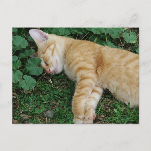 Sleepy Ginger Kitten Briefkaart (Voorkant)