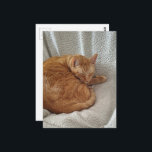 Sleepy Ginger Kitty Briefkaart<br><div class="desc">A  ginger kitty sleeps on a blanket in a chair photographed by Angelandspot in the year 2026</div>