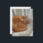 Sleepy Ginger Kitty Briefkaart<br><div class="desc">A  ginger kitty sleeps on a blanket in a chair photographed by Angelandspot in the year 2026</div>