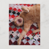 Sleepy Ginger Kitty with a big Yawn Briefkaart (Voorkant)