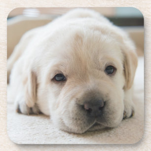 Sleepy Golden Labrador Puppy Bier Onderzetter