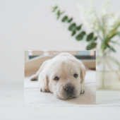 Sleepy Golden Labrador Puppy Briefkaart (Staand voorkant)