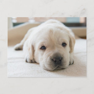 Sleepy Golden Labrador Puppy Briefkaart