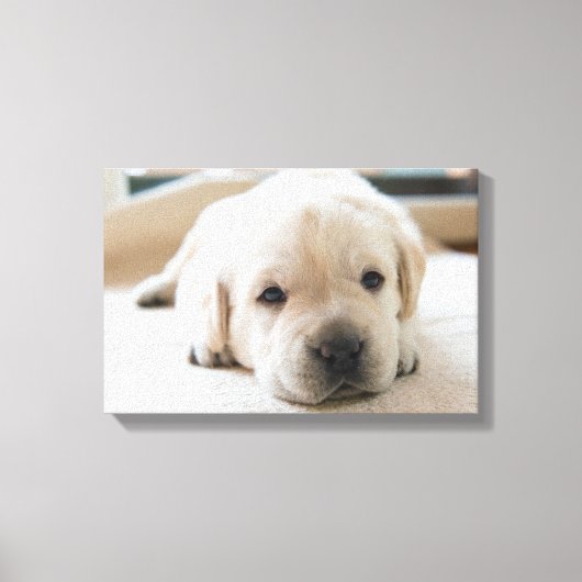 Sleepy Golden Labrador Puppy Canvas Afdruk (Voorkant)
