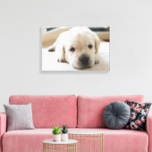 Sleepy Golden Labrador Puppy Canvas Afdruk (Insitu (Woonkamer))