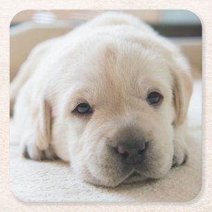 Sleepy Golden Labrador Puppy Kartonnen Onderzetters