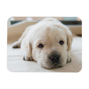 Sleepy Golden Labrador Puppy Magneet