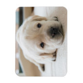 Sleepy Golden Labrador Puppy Magneet (Verticaal)