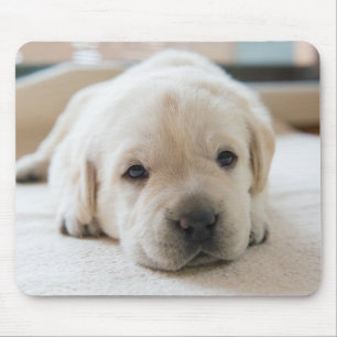 Sleepy Golden Labrador Puppy Muismat