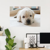 Sleepy Golden Labrador Puppy Poster (Thuiskantoor)