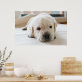 Sleepy Golden Labrador Puppy Poster (Keuken)