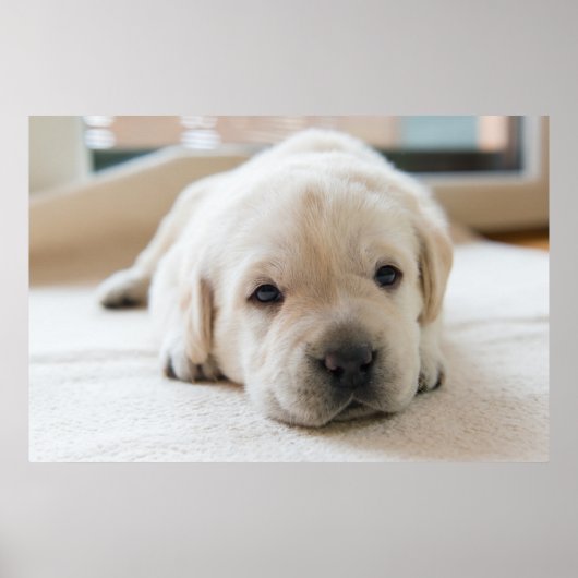 Sleepy Golden Labrador Puppy Poster (Voorkant)