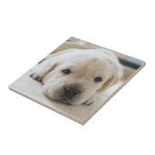 Sleepy Golden Labrador Puppy Tegeltje (Zijkant)