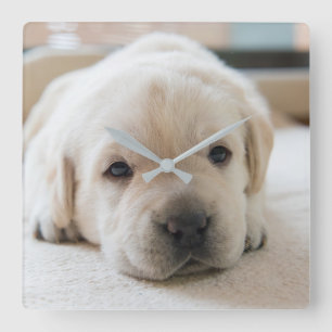 Sleepy Golden Labrador Puppy Vierkante Klok